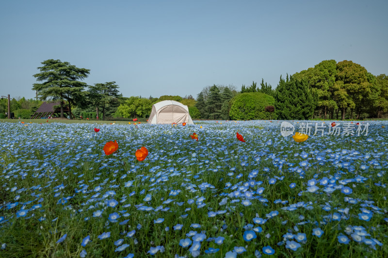 春天户外公园莫奈花园喜林草花海帐篷露营