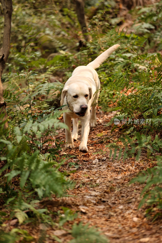 树林里的拉布拉多犬