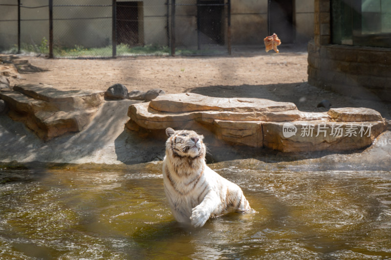 白虎老虎在水中捕食吃肉