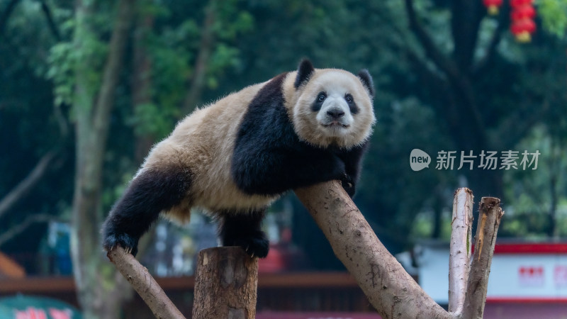 爬树的大熊猫