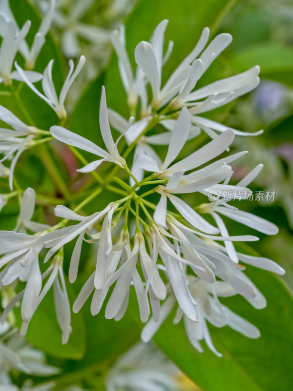 流苏树开花特写