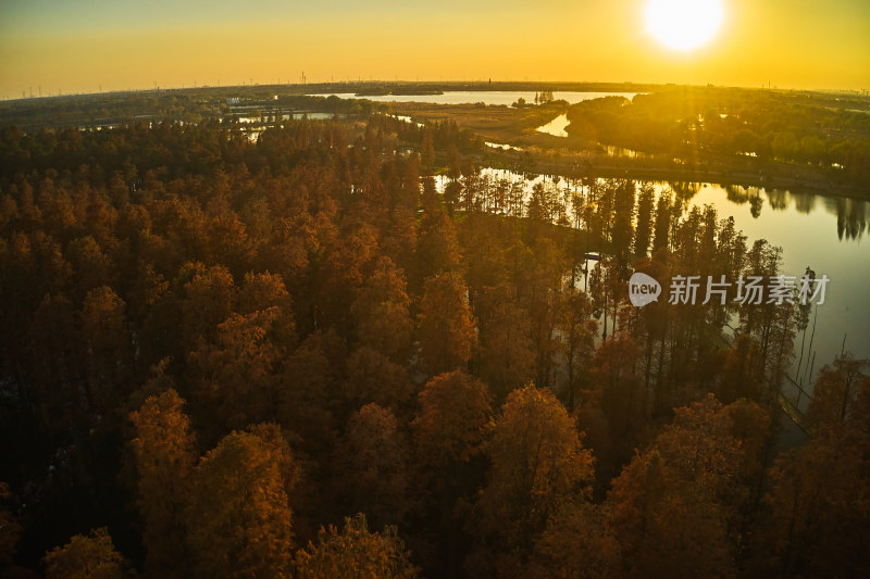 红色水杉林美景