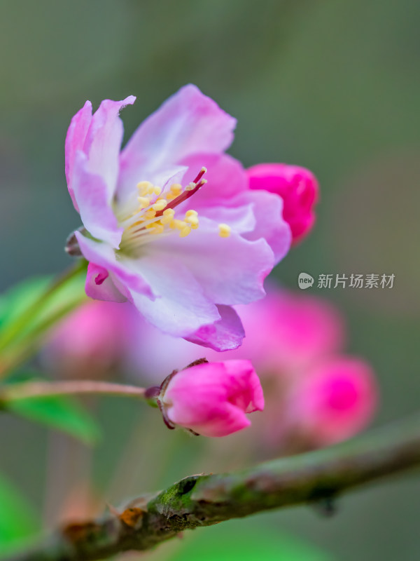 春天里的海棠花