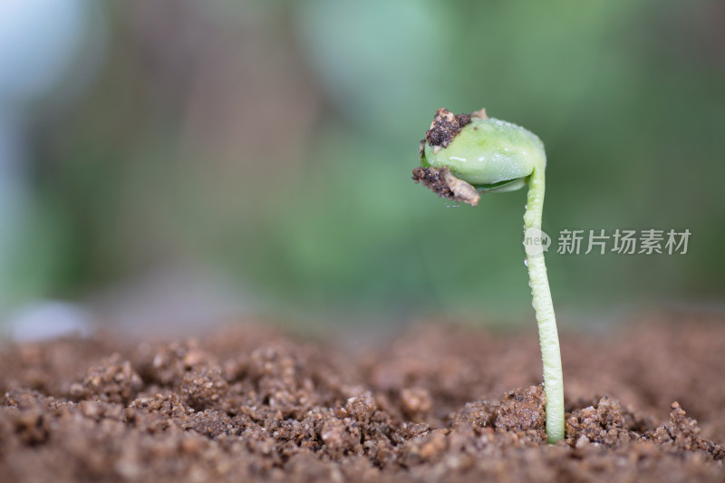 春日里土壤里生长出来的嫩芽