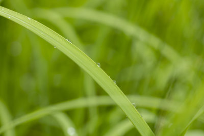 绿植叶子雨水露水露珠微距特写