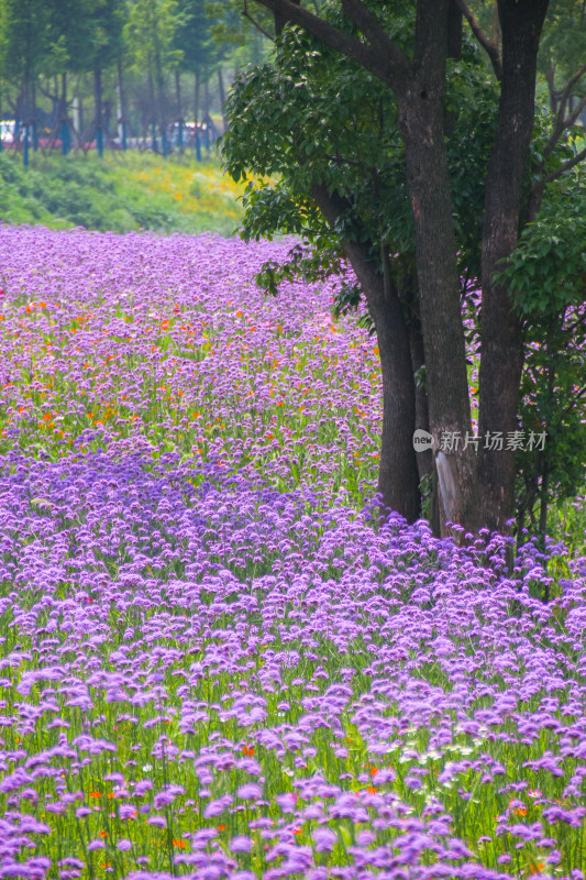 马鞭草花海