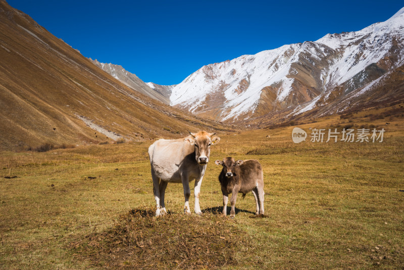 新疆草原牧场牛群自然风景