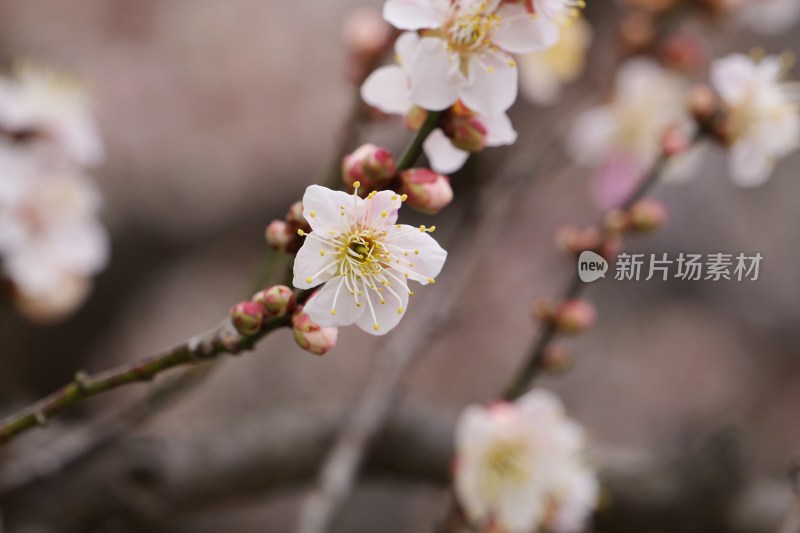 特写绽放的白色梅花