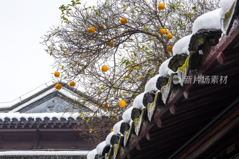 瞻园香橼雪景