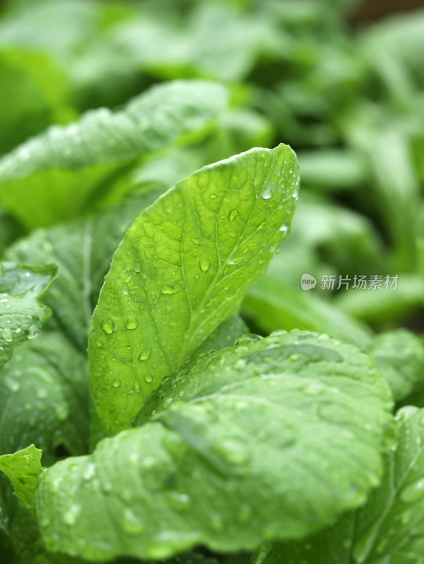 春天绿色的树叶叶子和雨滴水滴露水