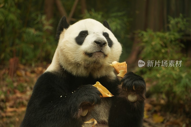 熊猫萌萌啃食竹叶的可爱模样