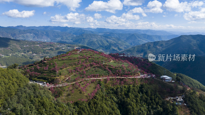 大理无量山樱花谷