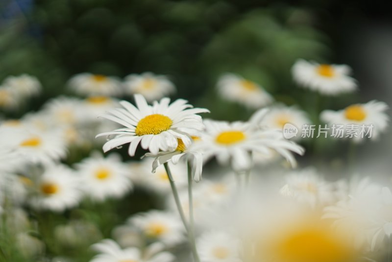 白色雏菊花丛的特写