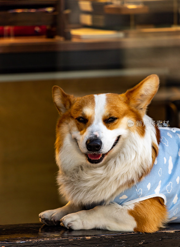 中华秋田犬特写镜头