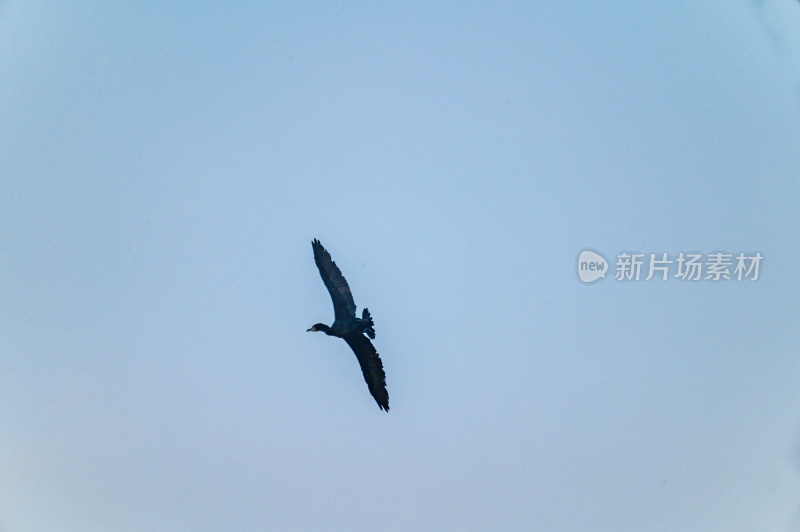 洛阳洛河边湿地里空中飞翔的鱼鹰（鸬鹚）