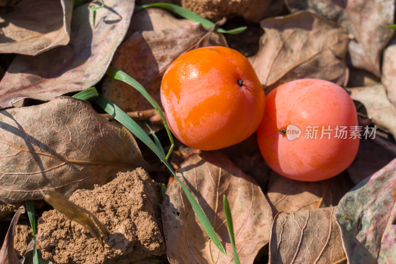秋天成熟的柿子果实水果静物美食阳光
