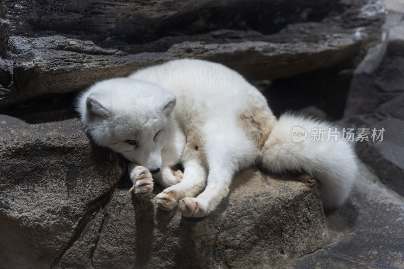 北极狐睡觉休息蓝狐白狐躺在地上