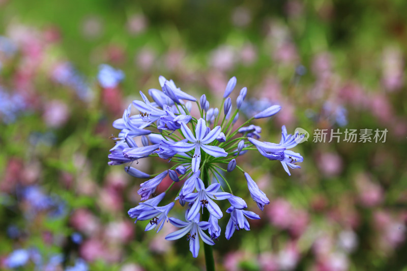 雨后欧石竹花