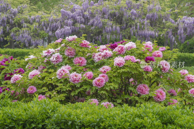 牡丹花背景