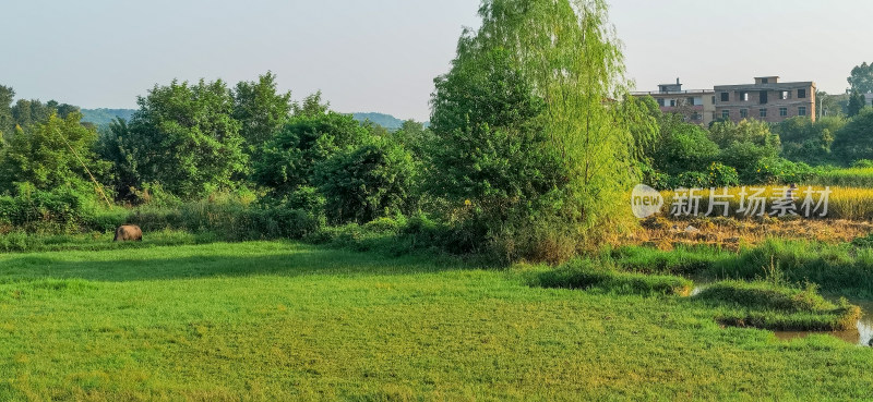 湖南河道平原水稻田