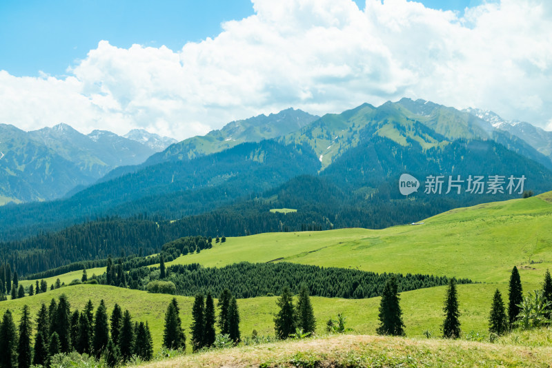 夏日，新疆恰西草原风光