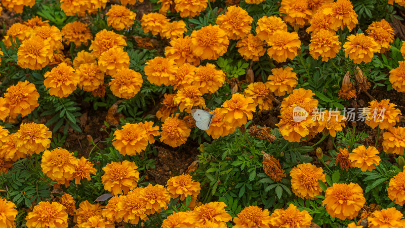 春花万寿菊及蝴蝶