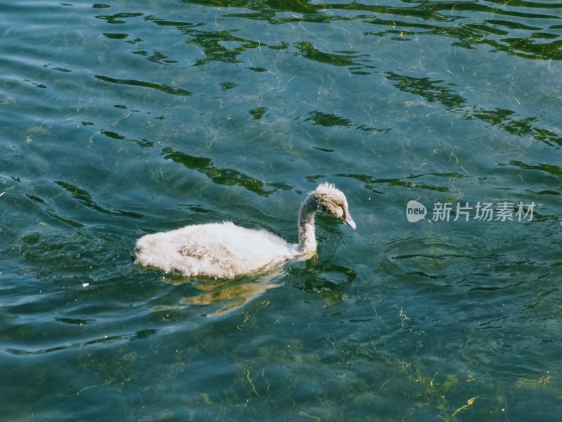 广州市流花湖公园的黑天鹅雏鸟