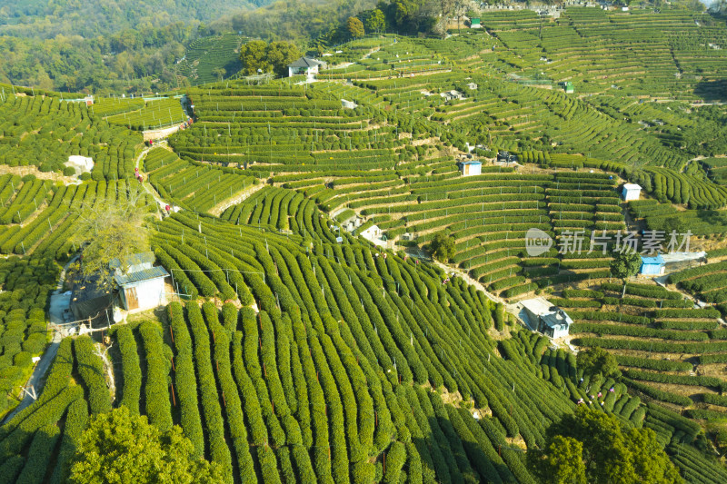 春天杭州西湖龙井茶园翁家山狮峰茶园