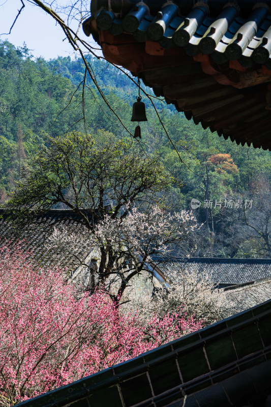 古建筑旁盛开的繁花与山林