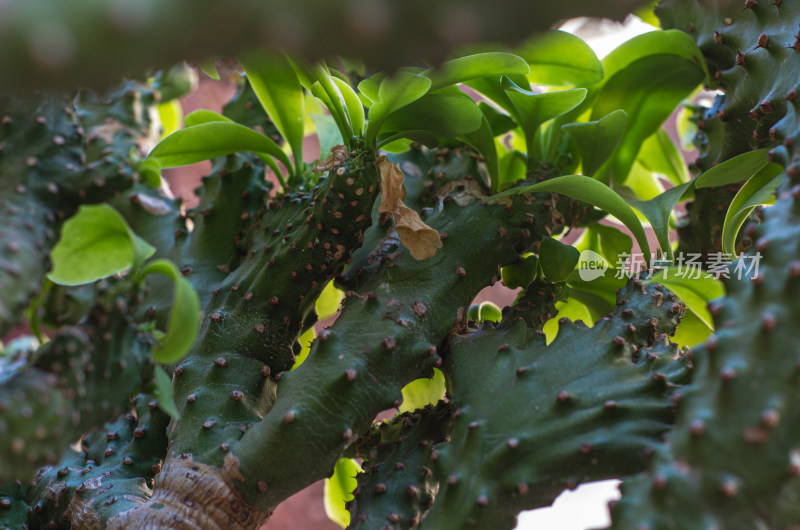 特写多刺绿植带新生叶片