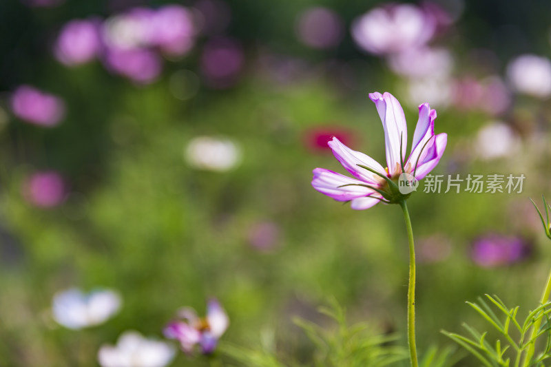 四季花卉盆景格桑花