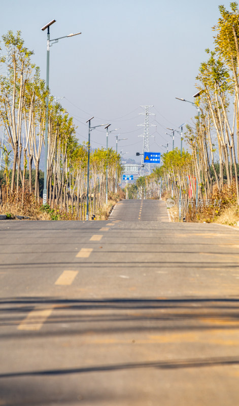 空旷道路与行道树景观