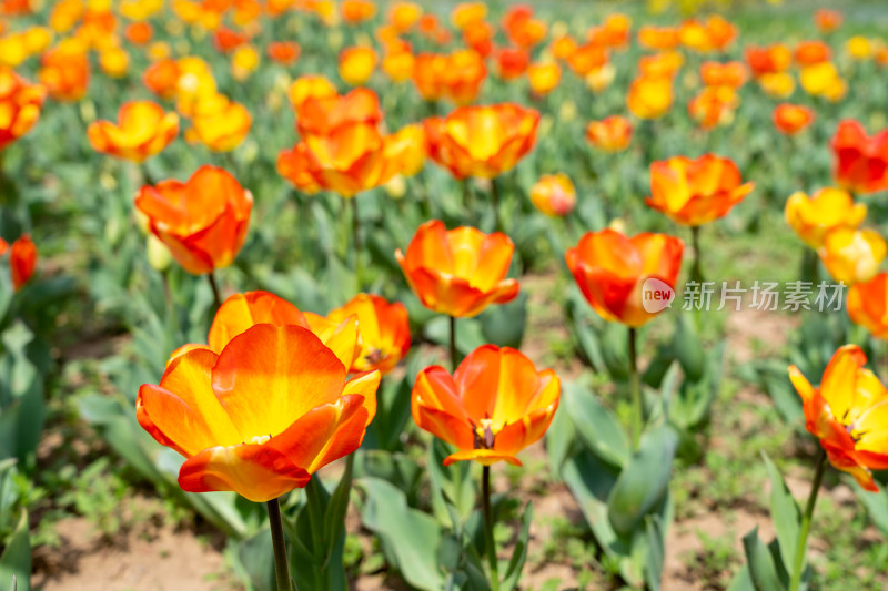 青岛中山公园多彩郁金香花田景观