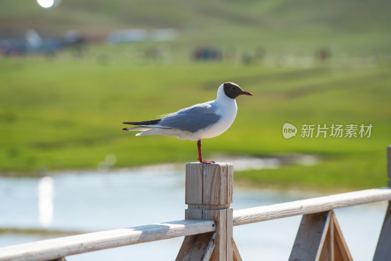 中国新疆伊犁巴音布鲁克草原的红嘴鸥
