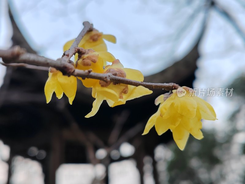 树枝上盛开的黄色腊梅花特写