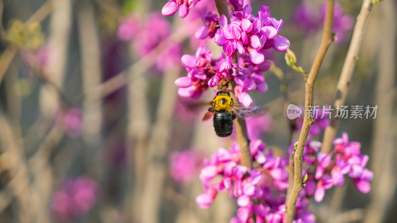 紫荆花上的蜜蜂