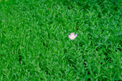 绿草地中一朵粉红的牵牛花