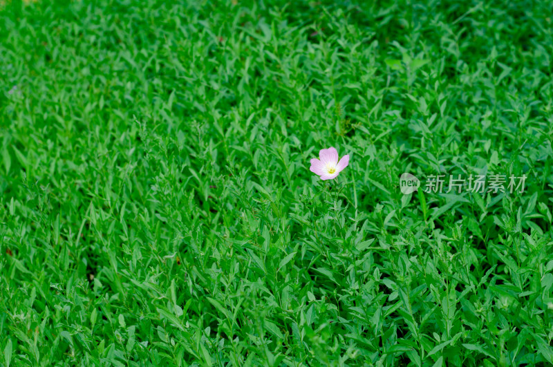 绿草地中一朵粉红的牵牛花