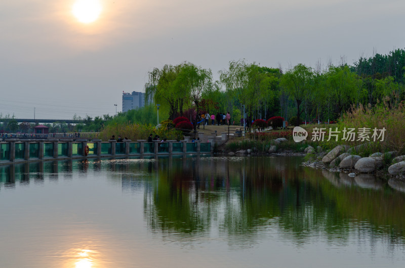 夕阳下，河岸的柳树倒映在水中