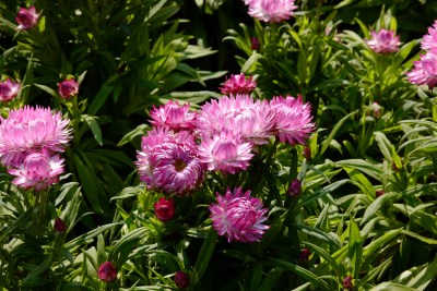 厦门园博苑郁金香花展上的蜡菊