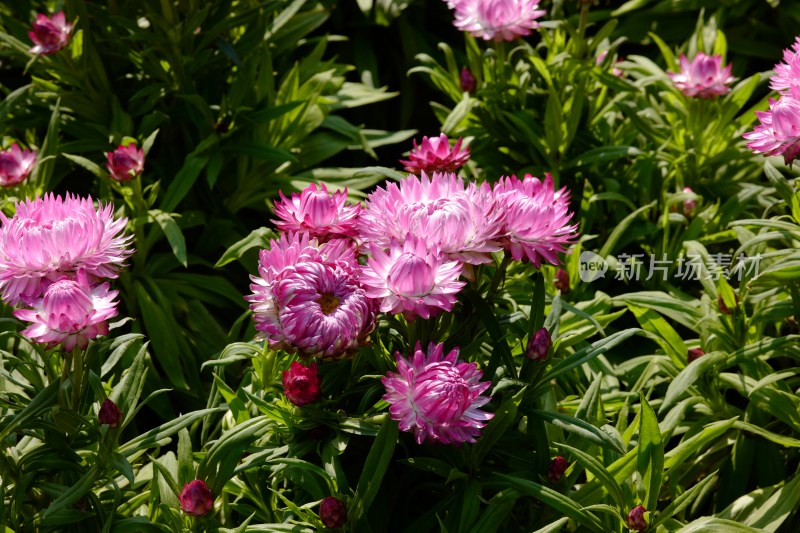 厦门园博苑郁金香花展上的蜡菊