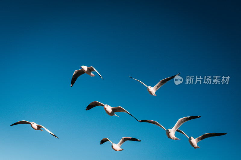 蓝天中飞翔的海鸥群