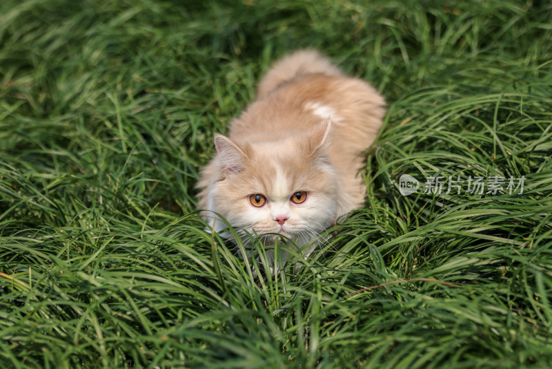 一只在绿色草地上的乳白英国长毛猫