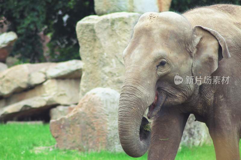 野生动物大象亚洲象