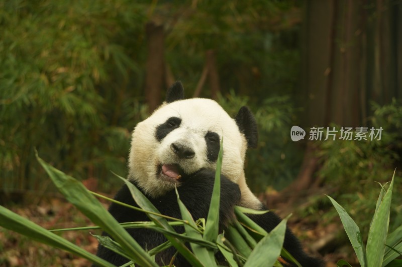 大熊猫萌萌吃竹子的可爱模样