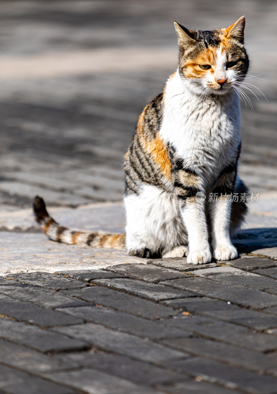 邹城孟府景区里的流浪猫特写镜头