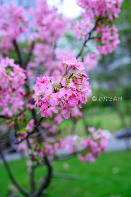 盛开的粉色樱花枝条