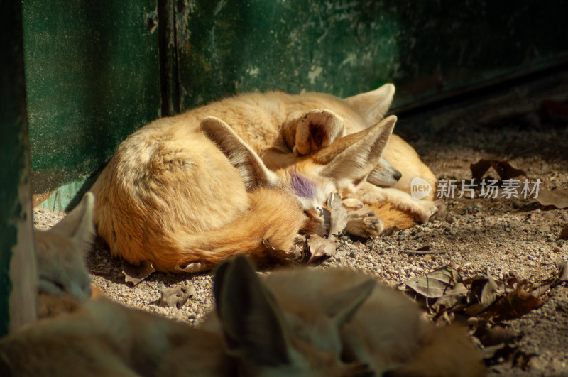 动物园的狐狸