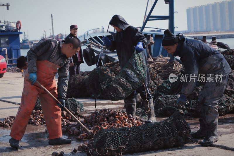 码头工人正在处理捕捞海鲜的场景