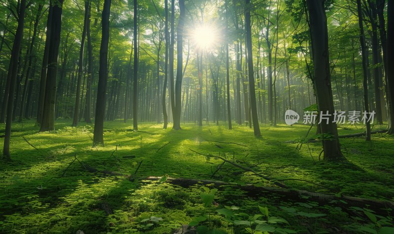 森林晨曦阳光树木自然风光树林背景